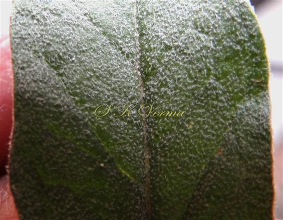  Leaf (Adaxial View)